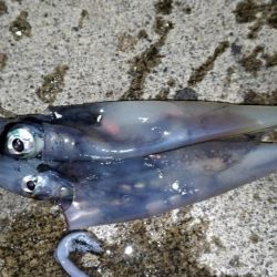 ヤリイカ狙いのはずがコウイカ爆釣！