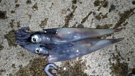 ヤリイカ狙いのはずがコウイカ爆釣！