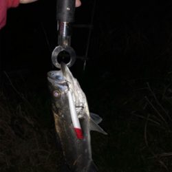 デイ&ナイトで1日フル釣行