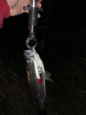 デイ&ナイトで1日フル釣行