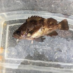 久しぶりの投稿です。