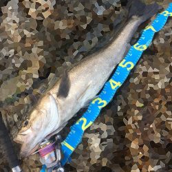 ランカーですかね