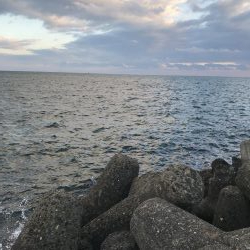 ブリおらんやろー