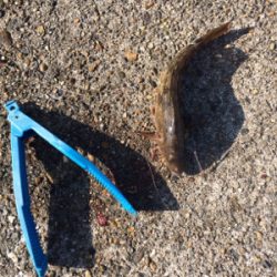 可愛いカレイとキロタコ