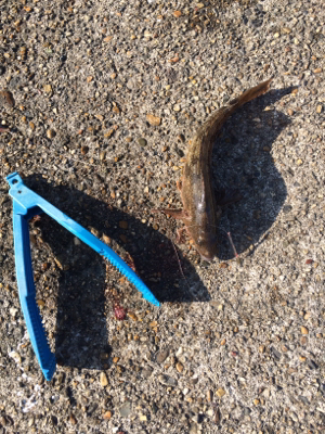 可愛いカレイとキロタコ