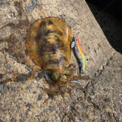 アオリイカ釣果!