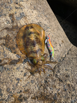 アオリイカ釣果！