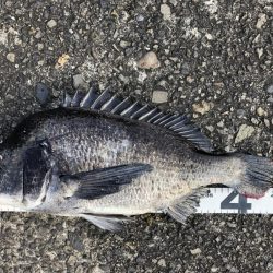 イチノ兄弟、釣果