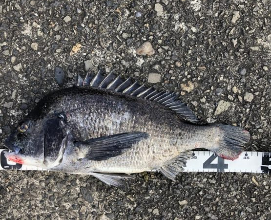 イチノ兄弟、釣果