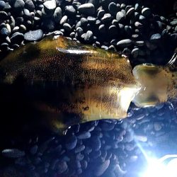 サーフで　大型アオリイカゲットできました!!