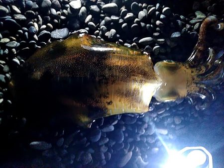 サーフで　大型アオリイカゲットできました!!