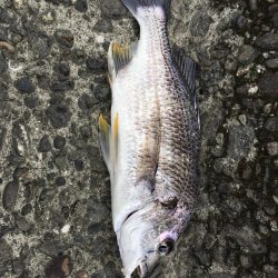 まさかのキビレ