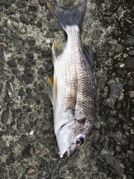 まさかのキビレ