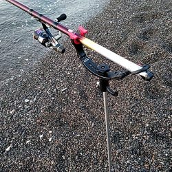 アオリイカ　上がりました。