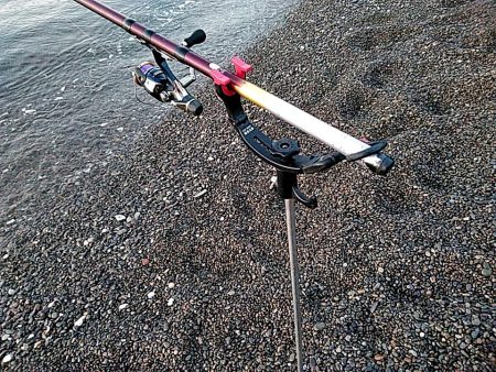 アオリイカ　上がりました。