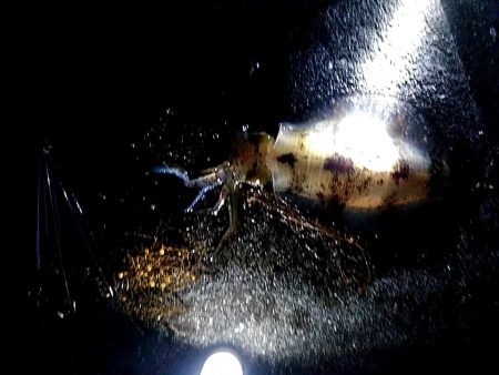 アオリイカ1杯確保です!!