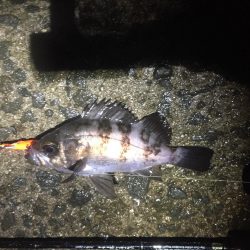 雨でもメバルプラグ縛り