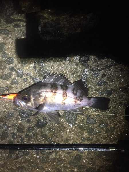 雨でもメバルプラグ縛り