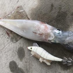 己を信じ、いざヤリイカ