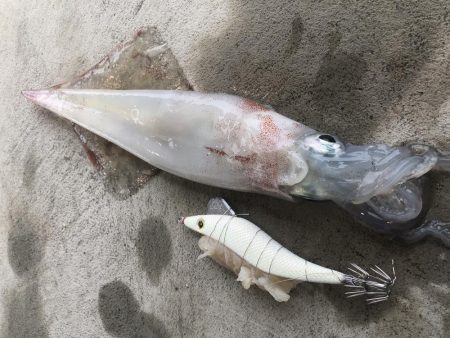 己を信じ、いざヤリイカ