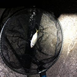 アジが意外にも…