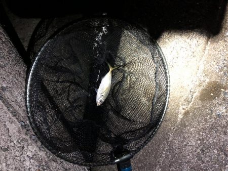 アジが意外にも…