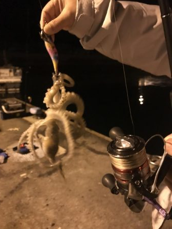 タコ、メバル、カサゴ、チィチィイカ