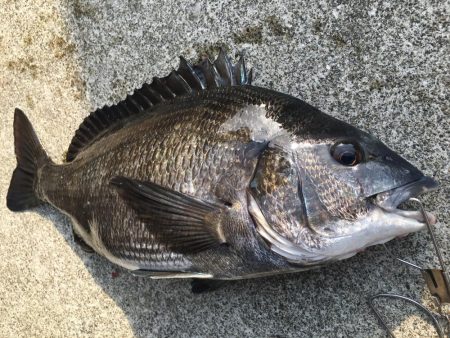 暖かくなってきた