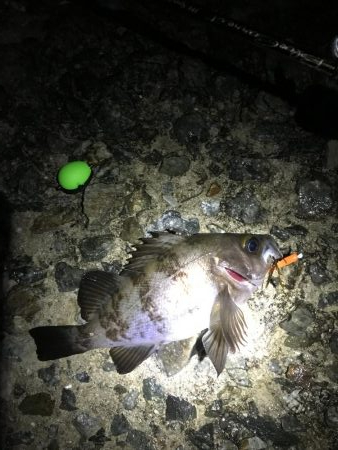 雨上がりまずまず