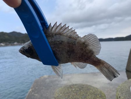 春告魚と書いてメバル