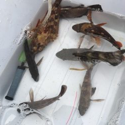 メバルくんたち