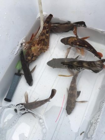 メバルくんたち