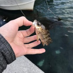 デイアジング…？