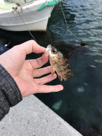 デイアジング…？