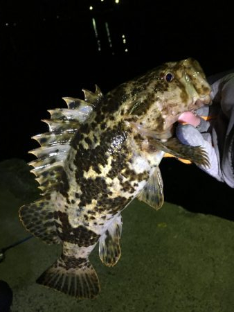 遠征メバリング