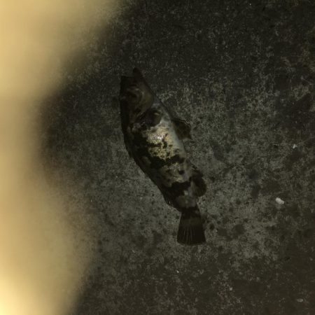 たけのこメバル