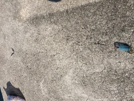 イワシのサビキ釣り