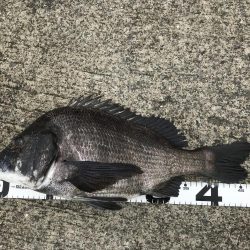 イチノ兄弟、釣果！