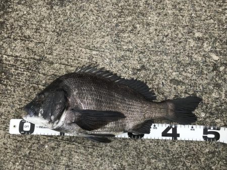 イチノ兄弟、釣果！