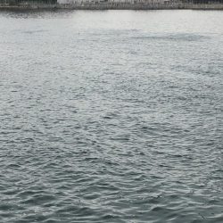 サバのナブラすごい!