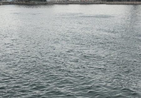 サバのナブラすごい!