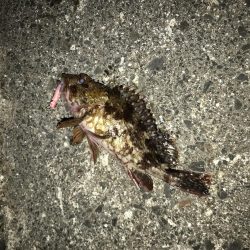 メバルを求めて！