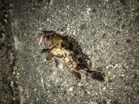 メバルを求めて！