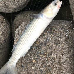 ジグサビキでメバル