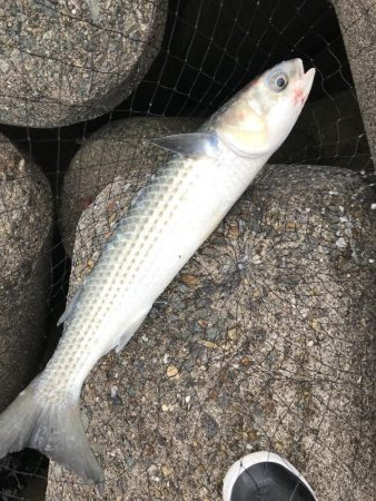 ジグサビキでメバル