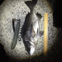 メバリングが又してもチニングに