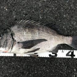 イチノ兄弟、釣果