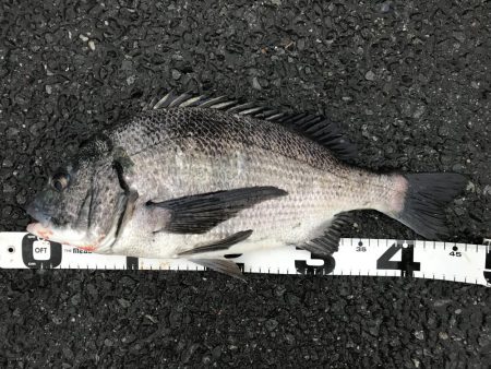 イチノ兄弟、釣果