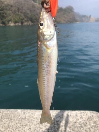 釣り日和が多くなってきましたね