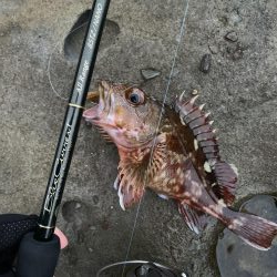 ライトテキサス